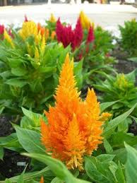 Plumed Flower Seeds for Vibrant Garden Planting