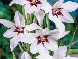 Acidanthera Flower seeds for Planting Fragrant Blossoms Heirloom & GMO Free Seeds for Home Garden