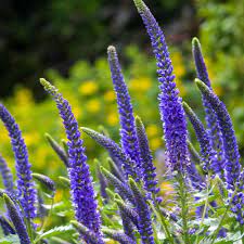 Veronica Flower seeds for Planting - Shade Tolerant, Heirloom & GMO Free Seeds for Home Garden
 
 Sale for planting in home garden.
