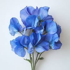 Deep Blue Sweet Pea Flower Seeds for Planting – Heirloom NonGMO High Germination Organic Garden Seeds for SunLoving Blooms
 
 Sale