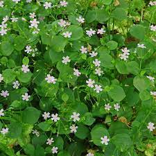 White Claytonia Sibirica Flower seeds for Planting - Compact Growth, Heirloom & GMO Free Seeds for Home Garden
Sale seeds for planting in home garden