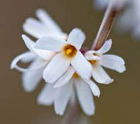 White Forsythia - Abeliophyllum distichum Flower seeds for Planting - Easy to Grow, Heirloom & GMO Free Seeds for Home Garden
 
 Sale seeds for home garden