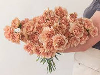 Brown Carnation Flower seeds for Planting Hardy Variety Heirloom & GMO Free Seeds for Home Garden