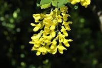Yellow Laburnum Anagyroides Tree Seeds Planting
