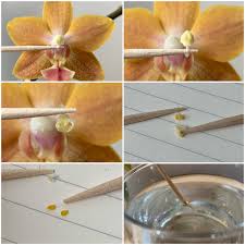 Dark Orange Phalaenopsis Orchid Seeds For Planting Flower