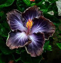 Red Black Hibiscus Seeds For Exotic Garden Flowers - Ideal Indoor And Outdoor Planting Flower