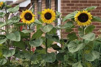 Sunflower Seeds For Planting - Bright Yellow Variety Flower