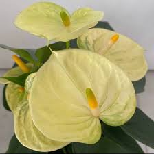 Anthurium Yellow Flower Seeds For Bright Spaces - Perfect Planting