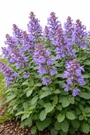 Nepeta Parnassica Flower seeds for Planting - Bright Blooms, Heirloom & GMO Free Seeds for Home Garden