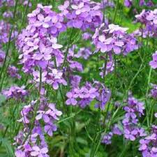 Light Purple Nasturtium Flower seeds for Planting Low Maintenance Heirloom & GMO Free Seeds for Home Garden