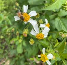 Bidens Pilosa Flower seeds for Planting Easy to Grow Heirloom & GMO Free Seeds for Home Garden