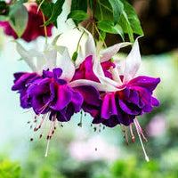 Purple White Fuchsia Flower seeds for Planting Long Bloom Season Heirloom & GMO Free Seeds for Home Garden