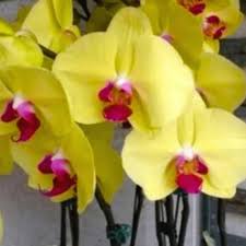 Yellow Phalaenopsis Orchid Flower seeds for Planting Seasonal Bloomer Heirloom & GMO Free Seeds for Home Garden