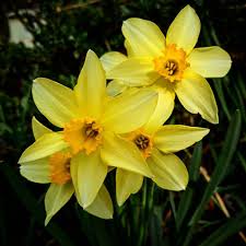 Light Yellow Narcissus Flower seeds for Planting - Perfect for Borders, Heirloom & GMO Free Seeds for Home Garden