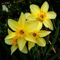 Light Yellow Narcissus Flower seeds for Planting - Perfect for Borders, Heirloom & GMO Free Seeds for Home Garden