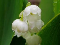 White Coral Bells Flower Seeds Planting