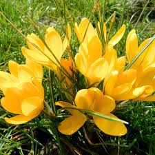 Light Yellow Crocus Flower Seeds for Planting Colorful Display Heirloom & GMO Free Seeds for Home Garden
 
 Sale