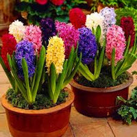 Hyacinth Flower seeds for Planting - Cut Flower Favorite, Heirloom & GMO Free Seeds for Home Garden