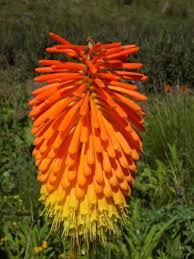 Fresh Caulescens Flower seeds for Planting - Wildflower Mix, Heirloom & GMO Free Seeds for Home Garden