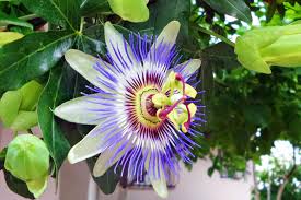 Passion Flower seeds for Planting Seasonal Bloomer Heirloom & GMO Free Seeds for Home Garden