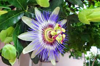 Passion Flower seeds for Planting Seasonal Bloomer Heirloom & GMO Free Seeds for Home Garden