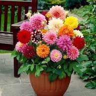 MultiColor Dahlia Flower Seeds for Planting Long Bloom Season Heirloom & GMO Free Seeds for Home Garden
 
 Sale