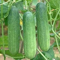 Cucumber Planting Seeds  Perfect for Home Gardening