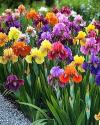 Iris Flower seeds for Planting - Premium Quality, Heirloom & GMO Free Seeds for Home Garden