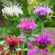 Mixed Monarda Didyma Flower seeds for Planting - Wildflower Mix, Heirloom & GMO Free Seeds for Home Garden