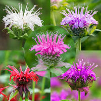 Mixed Monarda Didyma Flower seeds for Planting - Wildflower Mix, Heirloom & GMO Free Seeds for Home Garden