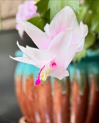Light Pink Schlumbergera Flower seeds for Planting - Wildflower Mix, Heirloom & GMO Free Seeds for Home Garden