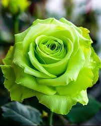 Light Green Rose Flower seeds for Planting - Fragrant Blossoms, Heirloom & GMO Free Seeds for Home Garden