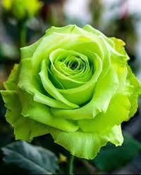 Light Green Rose Flower seeds for Planting - Fragrant Blossoms, Heirloom & GMO Free Seeds for Home Garden
