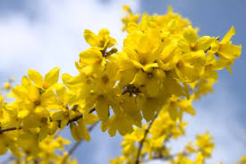 Forsythia Yellow Flower Seeds for Planting - Vibrant Spring Blooms