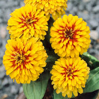 Yellow Zinnia Flower Seeds For Vibrant Planting