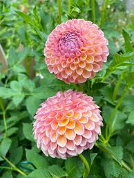 Heirloom Dahlia Flower seeds for Planting Vibrant Colors Heirloom & GMO Free Seeds for Home Garden