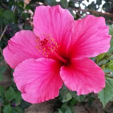 Pink Hibiscus Flower seeds for Planting Long Bloom Season Heirloom & GMO Free Seeds for Home Garden