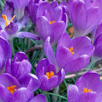 Blue Ocean crocus Flower seeds for Planting - Colorful Display, Heirloom & GMO Free Seeds for Home Garden