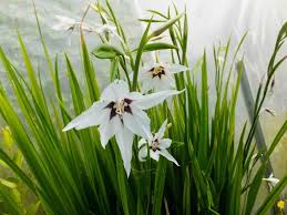 Acidanthera Flower seeds for Planting Fragrant Blossoms Heirloom & GMO Free Seeds for Home Garden