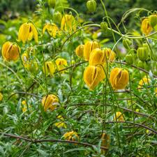 Yellow Tangutica Flower seeds for Planting - Cottage Garden Essential, Heirloom & GMO Free Seeds for Home Garden