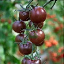 Black Brown Tomato Seeds for Planting