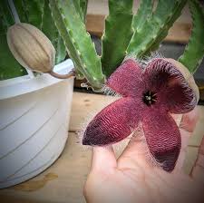 Burgundy Stapelia for Planting Fragrant Blossoms Heirloom & GMO Free Seeds for Home Garden
 
 Sale