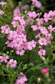 Rose Pink Gypsophila Paniculata Flower Seeds for Planting Drought Tolerant Heirloom & GMO Free Seeds for Home Garden
 
 Sale