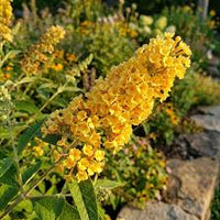 Buddleia Weyeriana Flower seeds for Planting - Premium Quality, Heirloom & GMO Free Seeds for Home Garden