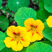 Yellow Nasturtium Flower Seeds for Planting Cut Flower Favorite Heirloom & GMO Free Seeds for Home Garden
 
 Sale