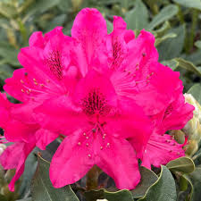 Catawbiense Flower seeds for Planting Bright Blooms Heirloom & GMO Free Seeds for Home Garden