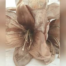 Ash Amaryllis Flower seeds for Planting Long Bloom Season Heirloom & GMO Free Seeds for Home Garden