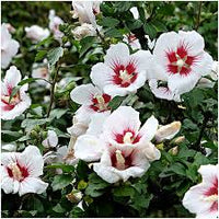 Syriacus Flower Seeds for Planting , Premium Hibiscus Syriacus Seeds