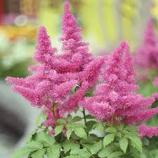 Pink Astilbe Flower Seeds for Planting Wildflower Mix Heirloom & GMO Free Seeds for Home Garden
 
 Sale