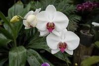 White Butterfly Orchid Flower seeds for Planting - Long Bloom Season, Heirloom & GMO Free Seeds for Home Garden